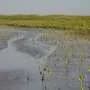 New analysis reveals 'encouraging' global mangrove cover increase despite losses in key regions