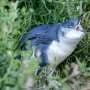 Australia races to shield little penguins from H5N1 bird flu