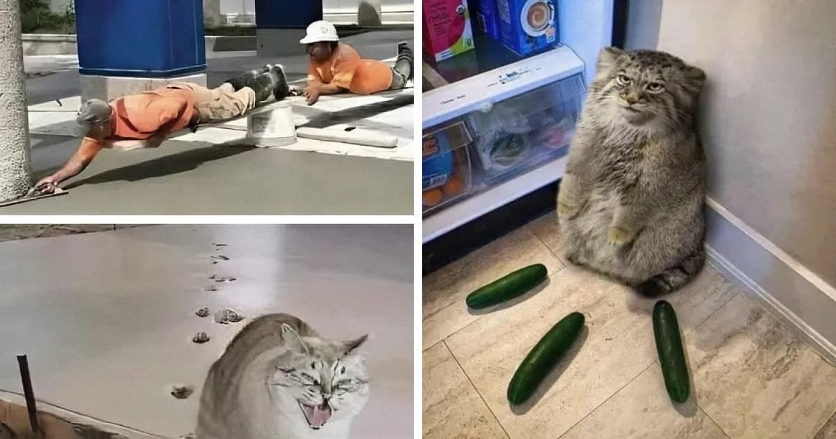 Animal Antics: 41 Wholesome Photos That Capture Pets At Their Best