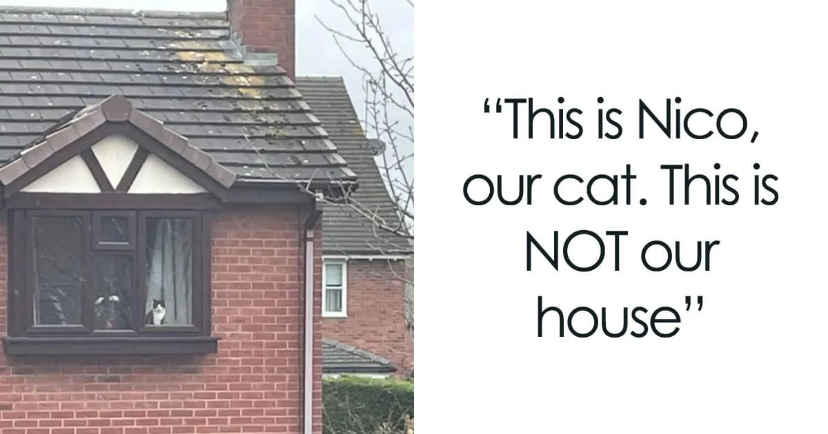 Memes That Capture The Wonderful Chaos Of Living With A Cat