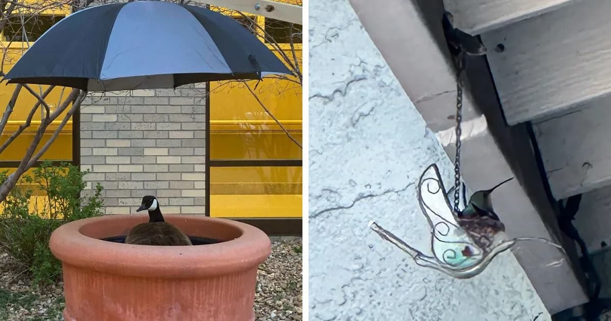 It’s In My Mop: People Share Pictures Of Bird Nests In The Most Random Places