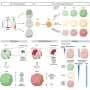 Lab-grown brain models gain a sense of place