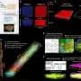 Scientists map hair follicle formation in spacetime, advancing understanding of how organs develop