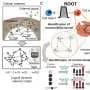 New ROOT method charts a path to reversing biological changes once thought irreversible