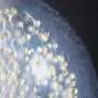 Ocean plankton reveal sugar-for-nutrients partnership that sustains life in barren seas