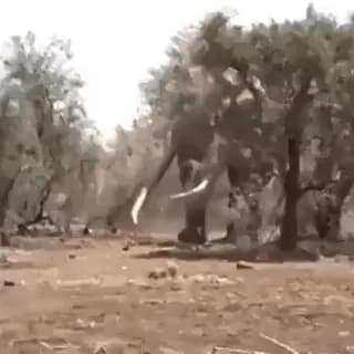 Weighing in at about 8000 kg this Elephant from Tanzania is believed to be the largest in the world