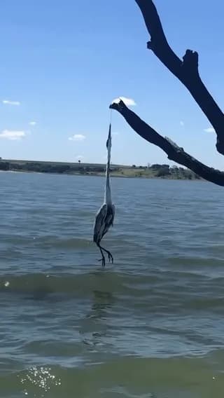 Man frees a heron caught in a fishing line