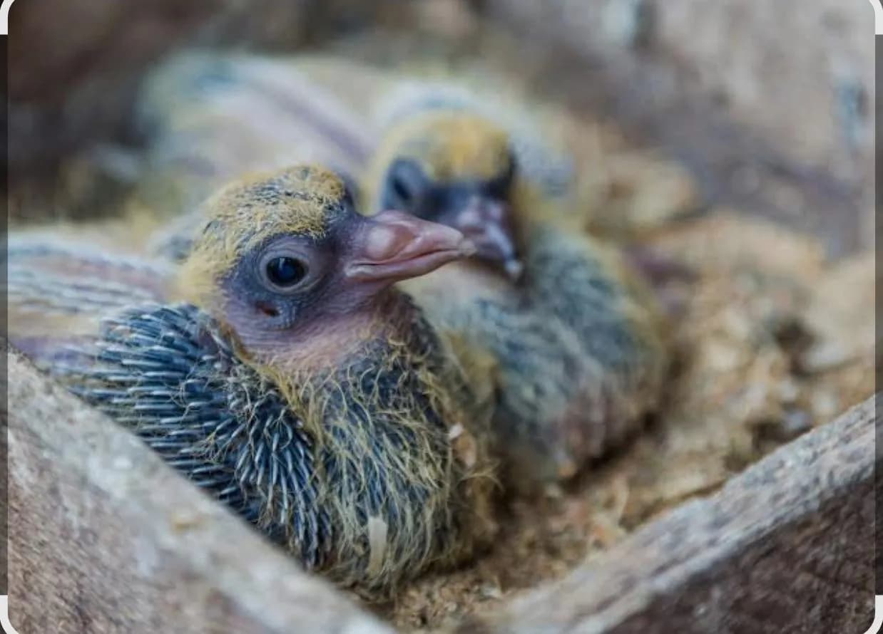 Have you ever wondered why you rarely see baby pigeons?