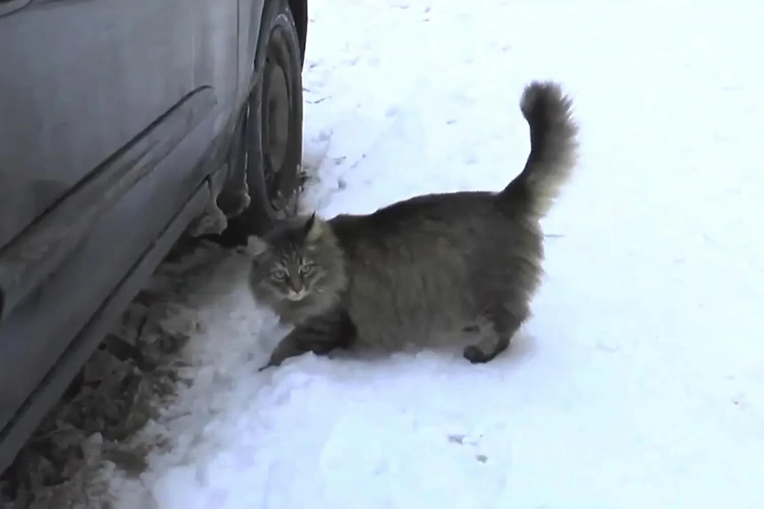 A stray Russian cat named Masha discovered an abandoned baby in a freezing apartment entrance, curled beside him for warmth, and alerted residents, helping bring him safely to medical care.