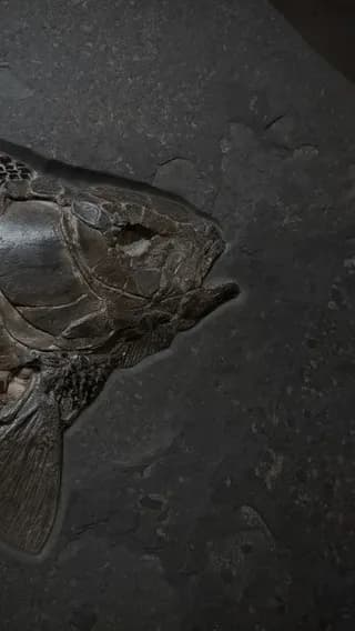 A 150-million-year-old Lepidotus fish fossil preserved from Holzmaden, Germany.