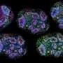 Oldest human brain cells grown in lab 'recorded passage of time'