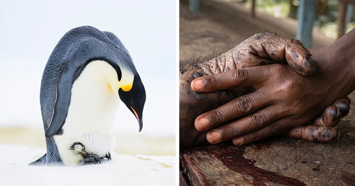 25 Stunning Photos From The 2026 International Nature Photography Festival