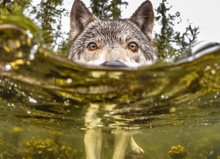 There is a group of wolves in British Columbia known as "sea wolves". They're behaviourally distinct, swimming from island to island and preying on sea animals. 90% of their food comes from the sea. T