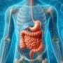 Gut bacteria mostly compete—but cooperation finds a way