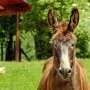 Mule helps scientists build the clearest horse and donkey genomes yet
