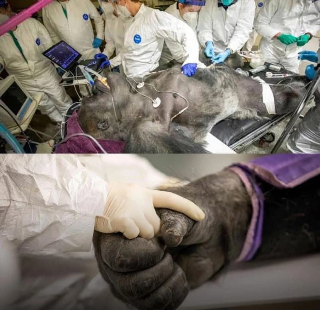 Gorilla clutches Nurse's hand as he undergoes Health check