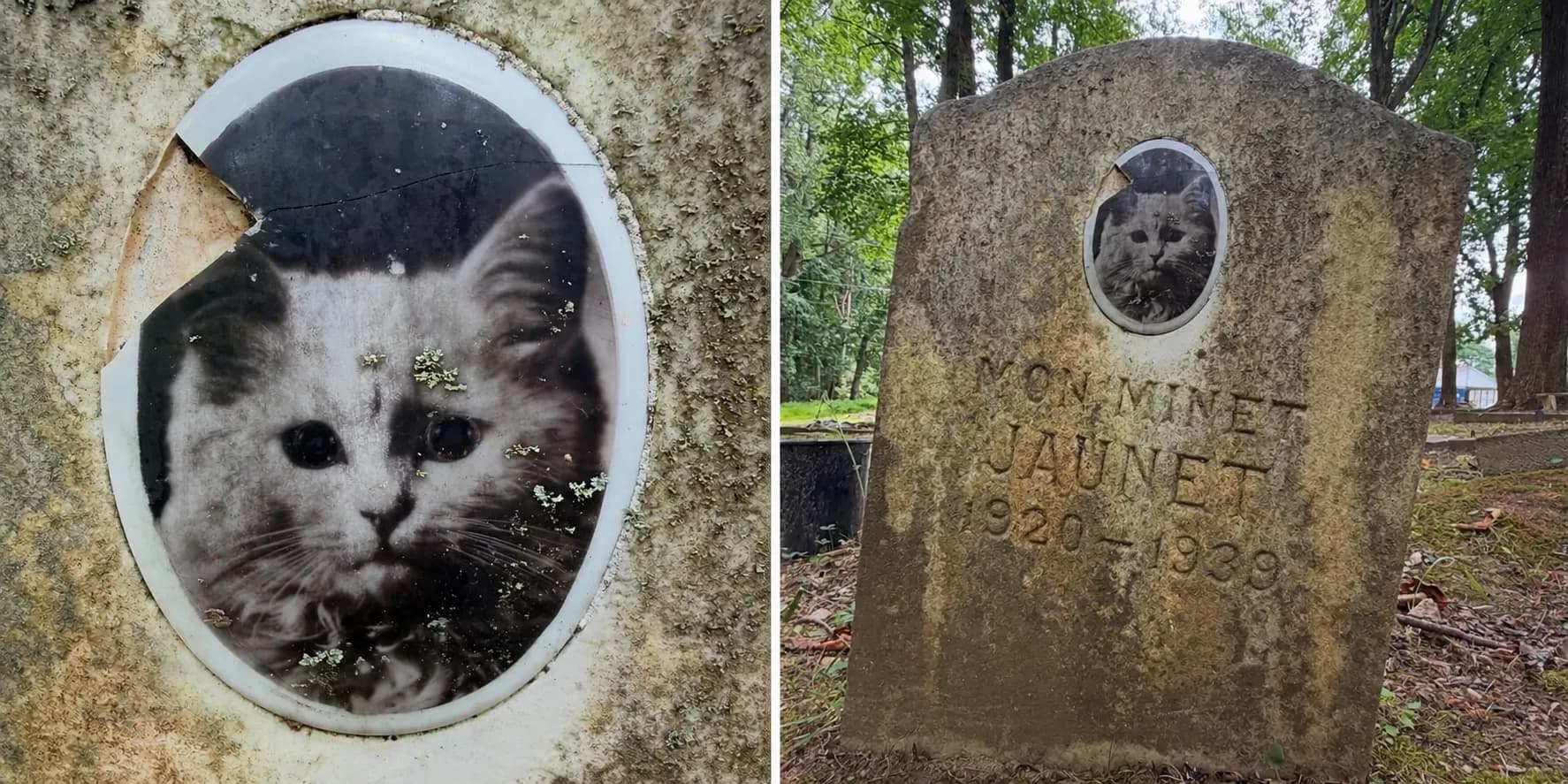 An 87-year-old gravestone in Maryland with the photo of a kitten born in 1920 shows how much he was loved. Mon Minet Jaunet (1920-1939) ❤️