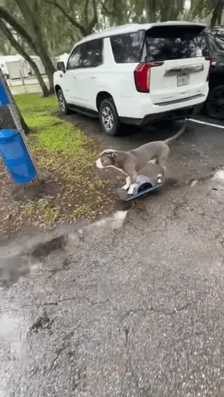 Redbull Doggo Gliding on a One Wheeler Board