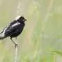 Grassland birds are disappearing even from areas designed to protect them