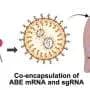 Bioinspired nanoparticles deliver gene editing to lower 'bad' cholesterol