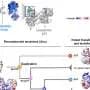 Scientists resurrect ancient proteins, offering new antibiotic leads
