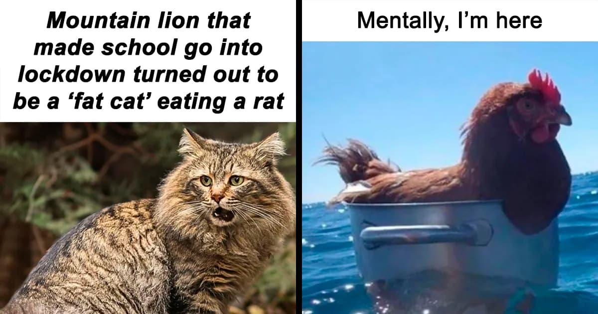 Pet Humor: 48 Animal Memes About The Things Pets Always Do