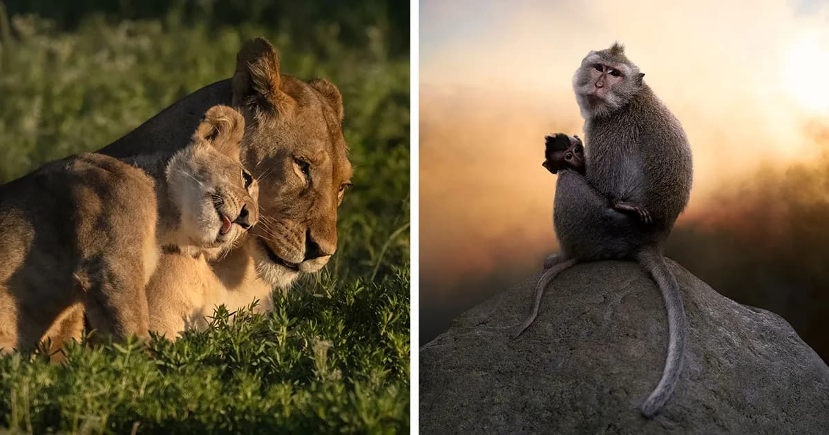 Nature Photo Awards 2026: 50 Spectacular Photos That Show Animals In Their Wildest Moments