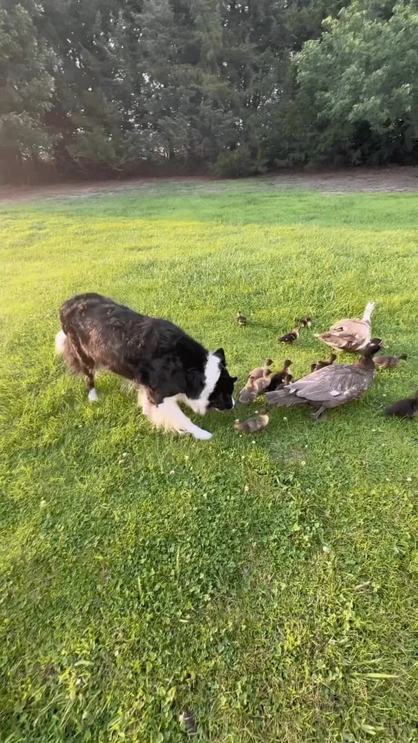 When there ain't cows to heard. We'll settle for ducklings