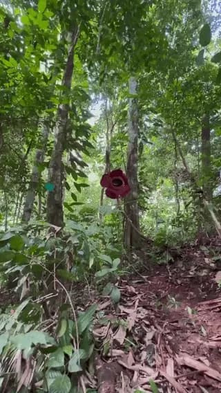 Rafflesia arnoldii, is the worlds largest flower and it is incredibly rare It can grow up to 1 metre (3.3 feet) in diameter