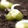 Dry seeds preserve fully formed mitochondria, unlocking rapid energy at germination