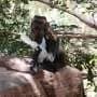 When fruits and veggies are scarce, monkeys hunt for meat