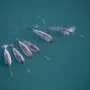Narwhals help researchers uncover unique data from the deepest East Greenland fjords