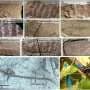Reconstructed Jurassic insect calls evoke a 165-million-year-old forest soundscape