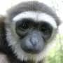 Looking into the eyes of gibbons: New noninvasive eye-tracking study features these little-studied apes