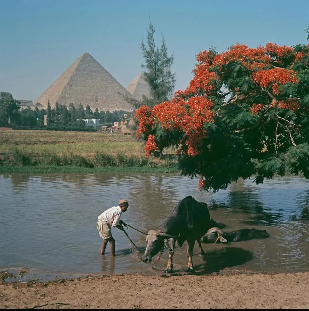 Pyramids of Giza, photographed in 1962.