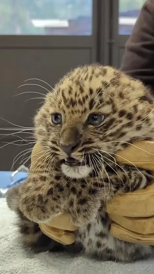 Meet baby Amur leopard, getting her checkup at the vet. Amur leopard cubs are extremely rare and one of the world's most endangered big cat species. Found in the forests of eastern Russia and northeas