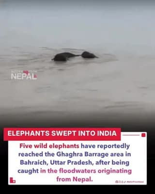 Elephants from Nepal were seen being swept into northern India by the flash floods that occurred yesterday.
