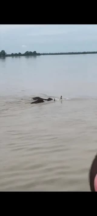 ๐๐ ๐ ๐ ๐ 5 Elephants were swept away by Nepalโs Floods, then somehow turned up alive in India, The herd was carried downstream by the raging current until it reached Girija Barrage in Uttar Prade