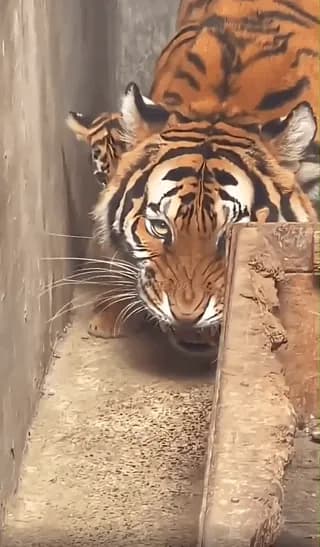 Mama tiger & her cub