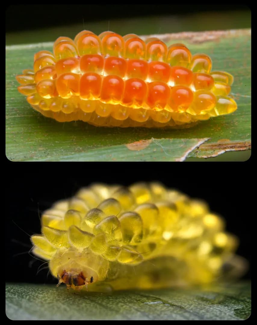 Olona Slug-Moth Caterpillars: these insects are covered in soft, semi-transparent nodules that can easily detach, allowing the caterpillars to escape from predators
