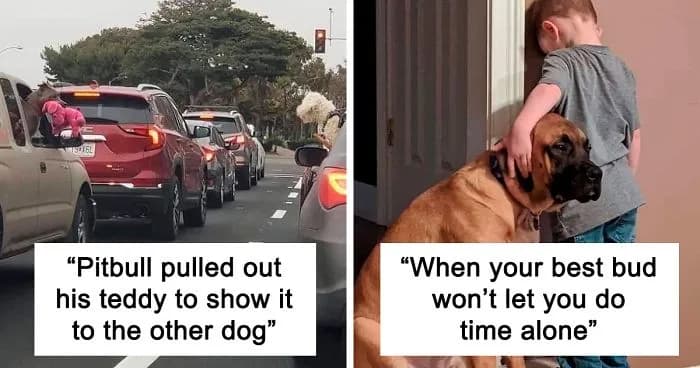 Uplifting Posts That Show Why Life With Dogs Is Never Dull