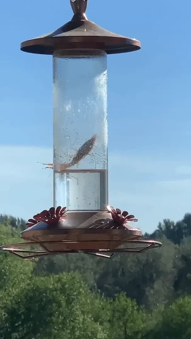 Mantis hunting a hummingbird