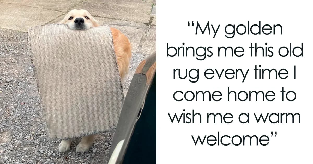 I Didnāt Want Another Dog, I Was Wrong: 50 Of The Purest Dog Photos