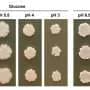 Candida fungi can burst immune cells and shape-shift to evade immunity