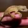 XY or ZW? Gecko chromosomes reveal evolution's hidden playbook