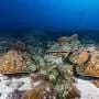 El Niños have been more intense over the last 40 years than in the previous 1,000 years, coral records reveal