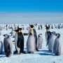 Emperor penguin colonies reveal decades-long resilience and flexible breeding sites