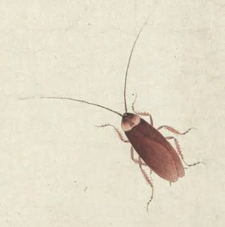 A painting of a cockroach from the Qing Dynasty (1711)