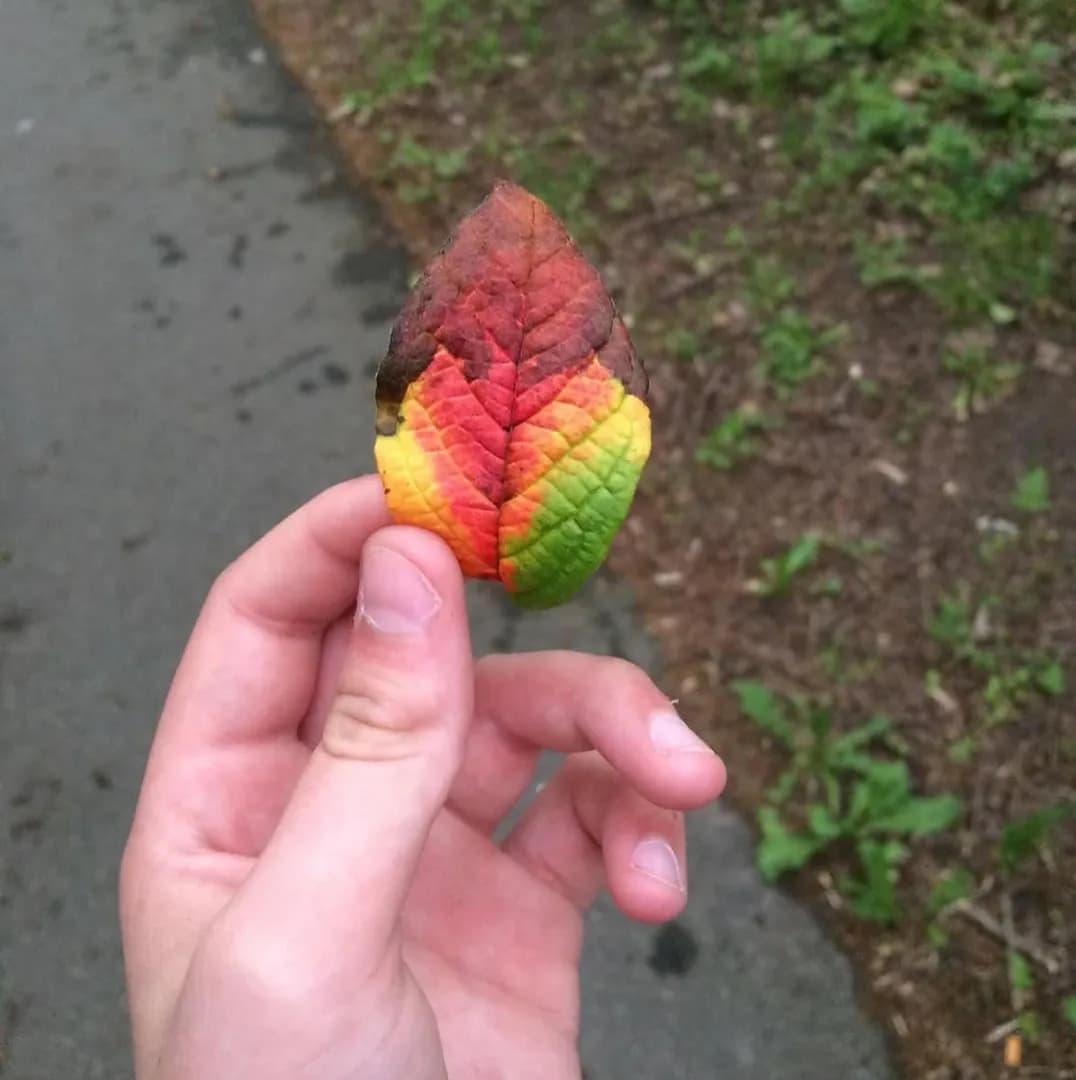 A woman found a leaf showing all stages of its life!