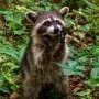 Diverse portfolio of protected areas key to Mexican conservation efforts